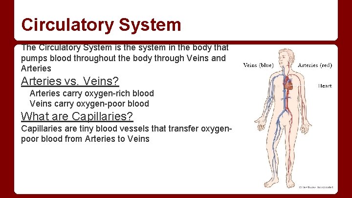 Circulatory System The Circulatory System is the system in the body that pumps blood