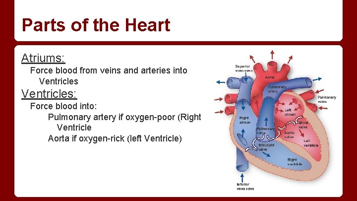 Parts of the Heart Atriums: Force blood from veins and arteries into Ventricles: Force