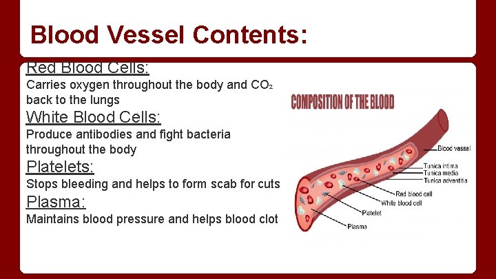 Blood Vessel Contents: Red Blood Cells: Carries oxygen throughout the body and CO 2