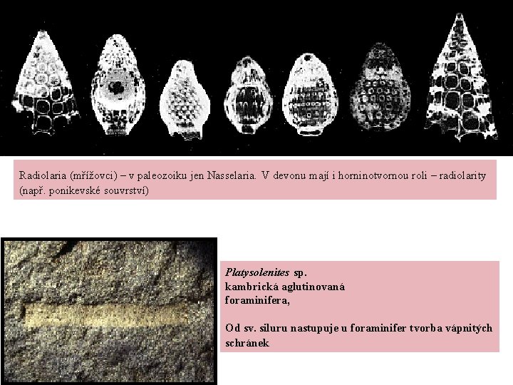 Radiolaria (mřížovci) – v paleozoiku jen Nasselaria. V devonu mají i horninotvornou roli –