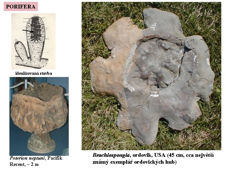 PORIFERA idealizovaná stavba Poterion neptuni, Pacifik Recent, ~ 2 m Brachiospongia, ordovik, USA (45