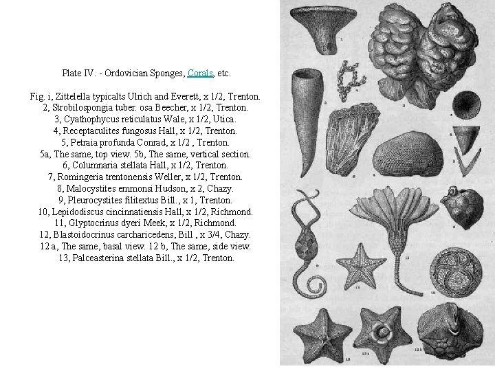 Plate IV. - Ordovician Sponges, Corals, etc. Fig. i, Zittelella typicalts Ulrich and Everett,