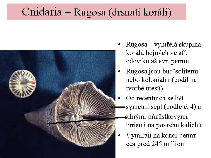 Cnidaria – Rugosa (drsnatí koráli) • Rugosa – vymřelá skupina korálů hojných ve stř.