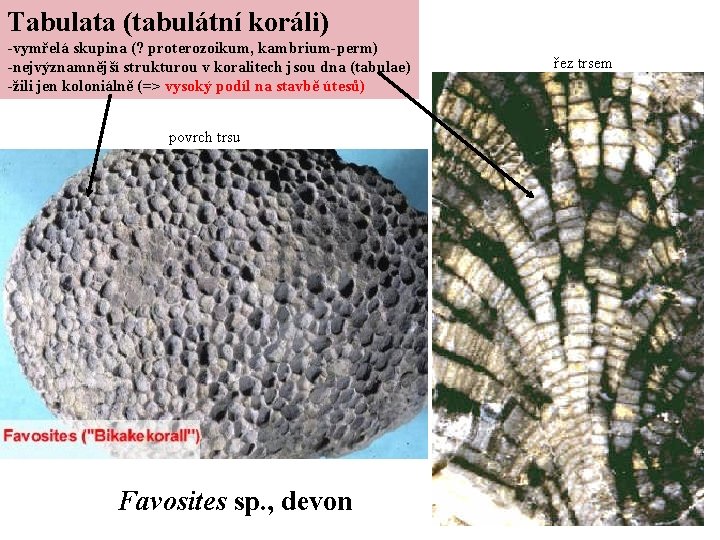 Tabulata (tabulátní koráli) -vymřelá skupina (? proterozoikum, kambrium-perm) -nejvýznamnější strukturou v koralitech jsou dna