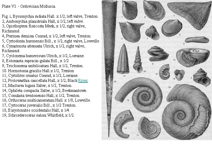 Plate VI. - Ordovician Mollusca. Fig. i, Byssonychia radiata Hall. x 1/2, left valve,