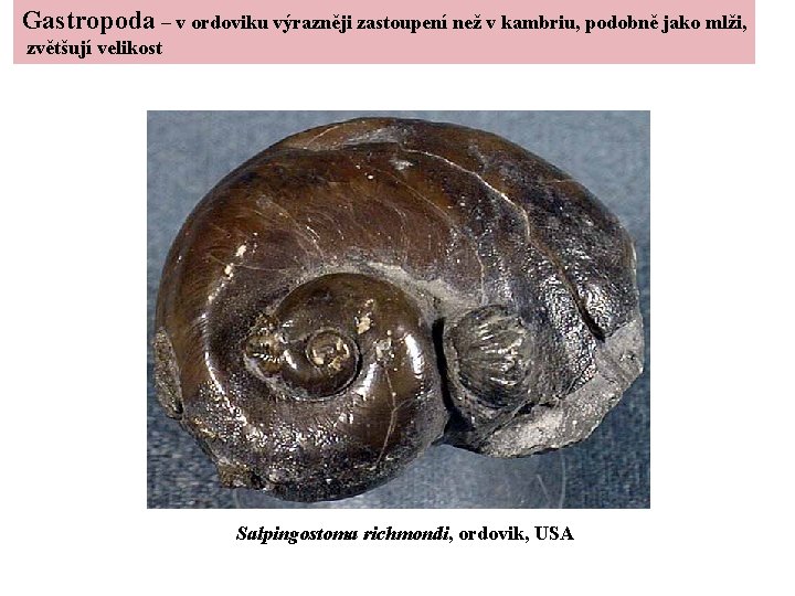 Gastropoda – v ordoviku výrazněji zastoupení než v kambriu, podobně jako mlži, zvětšují velikost