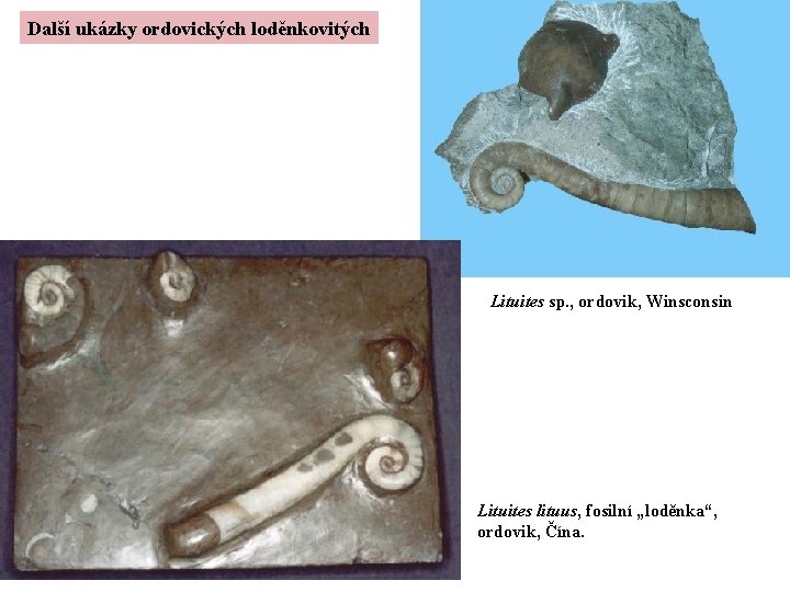 Další ukázky ordovických loděnkovitých Lituites sp. , ordovik, Winsconsin Lituites lituus, fosilní „loděnka“, ordovik,