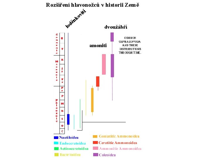 Rozšíření hlavonožců v historii Země d lo ě tí i ov k n dvoužábří