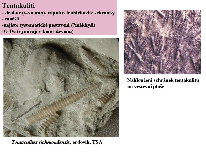 Tentakuliti - drobné (x-xo mm), vápnité, trubičkovité schránky - mořští -nejisté systematické postavení (?