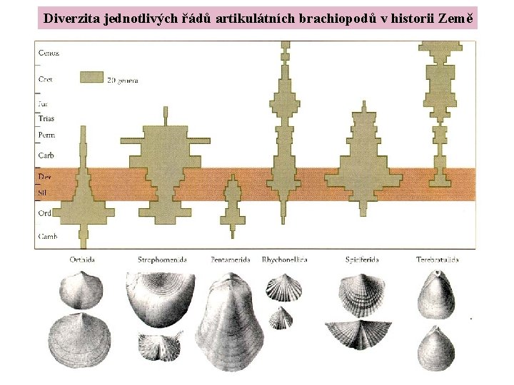 Diverzita jednotlivých řádů artikulátních brachiopodů v historii Země Brachiopods 