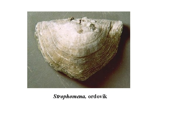 Strophomena, ordovik 