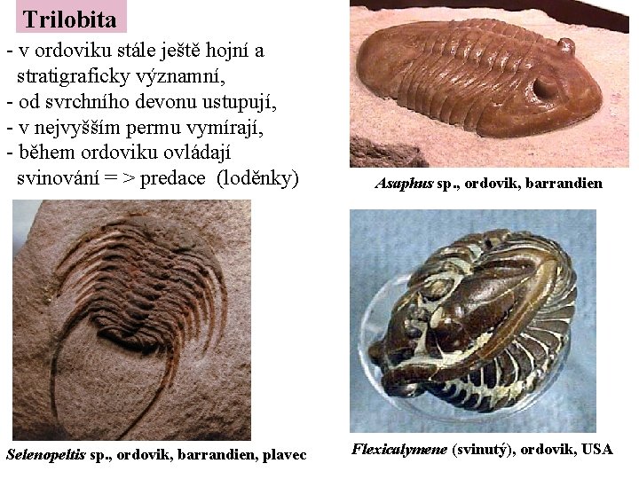 Trilobita - v ordoviku stále ještě hojní a stratigraficky významní, - od svrchního devonu