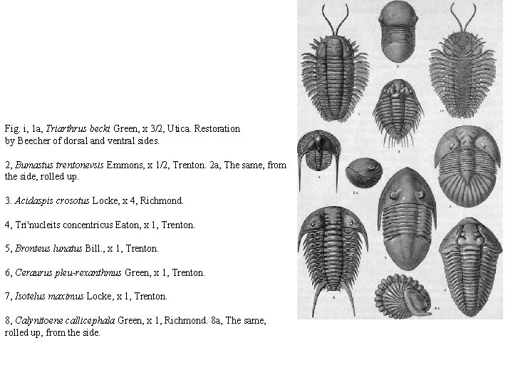 Fig. i, 1 a, Triarthrus becki Green, x 3/2, Utica. Restoration by Beecher of