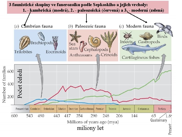 Počet čeledí 3 faunistické skupiny ve fanerozoiku podle Sepkoskiho a jejich vrcholy: 1. -