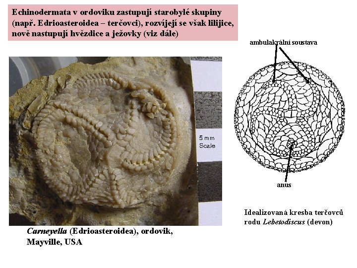 Echinodermata v ordoviku zastupují starobylé skupiny (např. Edrioasteroidea – terčovci), rozvíjejí se však lilijice,