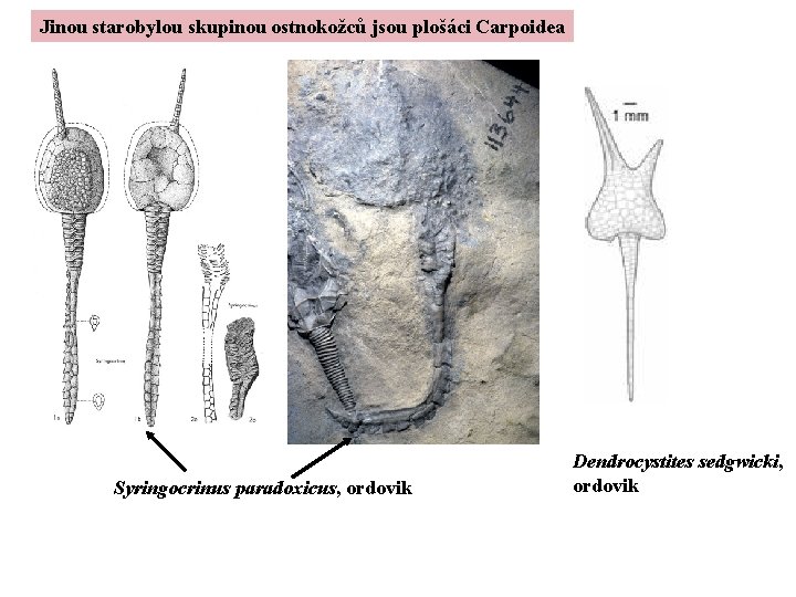 Jinou starobylou skupinou ostnokožců jsou plošáci Carpoidea Syringocrinus paradoxicus, ordovik Dendrocystites sedgwicki, ordovik 