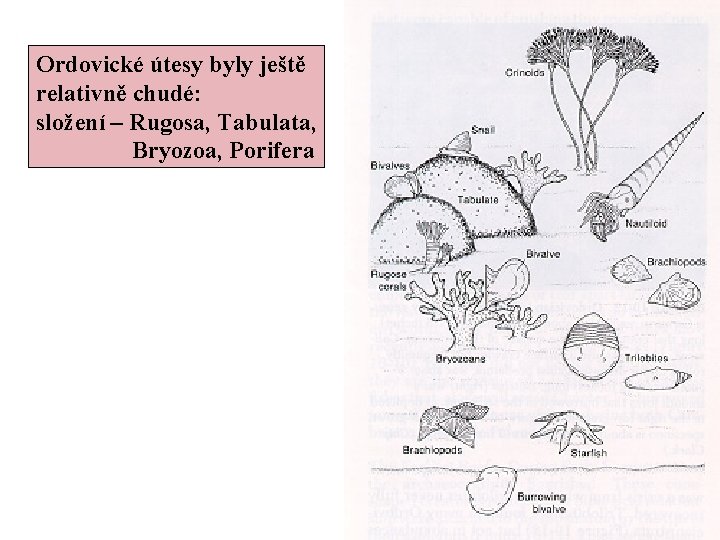 Ordovické útesy byly ještě relativně chudé: složení – Rugosa, Tabulata, Bryozoa, Porifera 