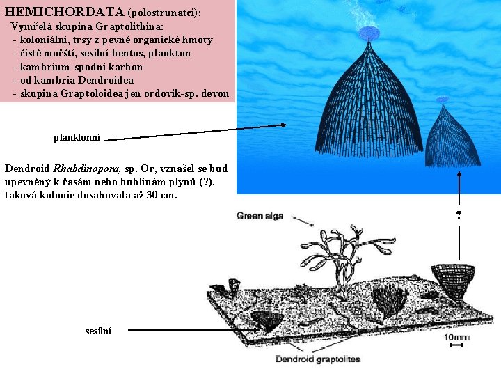 HEMICHORDATA (polostrunatci): Vymřelá skupina Graptolithina: - koloniální, trsy z pevné organické hmoty - čistě