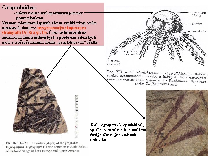 Graptoloidea: - někdy tvorba trsů opatřených plováky - pouze plankton Význam: planktonní způsob života,