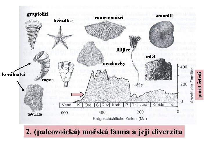 graptoliti hvězdice amoniti ramenonožci lilijice mlži korálnatci rugosa tabulata 2. (paleozoická) mořská fauna a