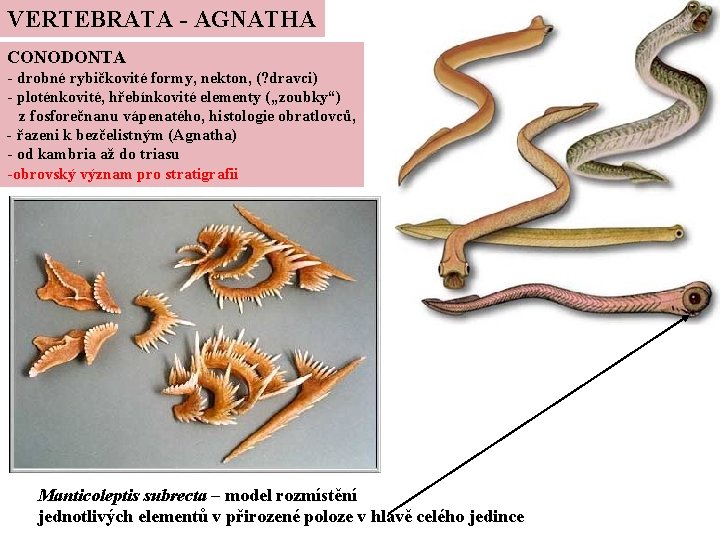 VERTEBRATA - AGNATHA CONODONTA - drobné rybičkovité formy, nekton, (? dravci) - ploténkovité, hřebínkovité