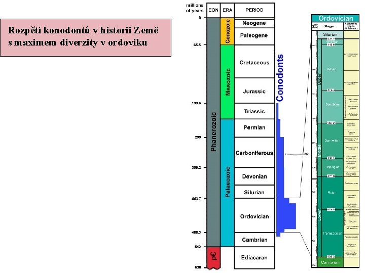 Rozpětí konodontů v historii Země s maximem diverzity v ordoviku 