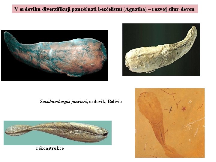 V ordoviku diverzifikují pancéřnatí bezčelistní (Agnatha) – rozvoj silur-devon Sacabambaspis janvieri, ordovik, Bolivie rekonstrukce