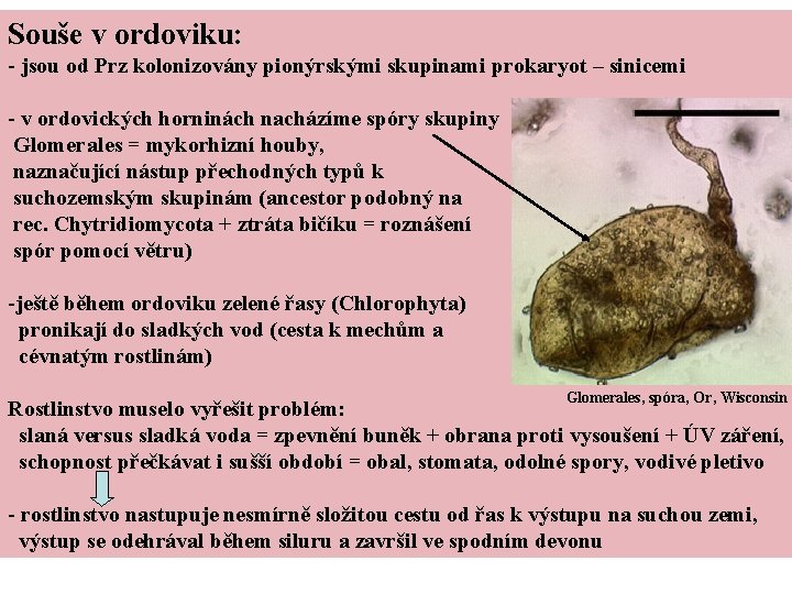 Souše v ordoviku: - jsou od Prz kolonizovány pionýrskými skupinami prokaryot – sinicemi -