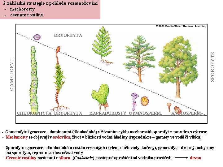 2 základní strategie z pohledu rozmnožování - mechorosty - cévnaté rostliny GAMETOFYT SPOROFYTE BRYOPHYTA