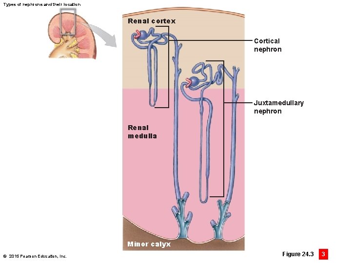 Types of nephrons and their location Renal cortex Cortical nephron Juxtamedullary nephron Renal medulla