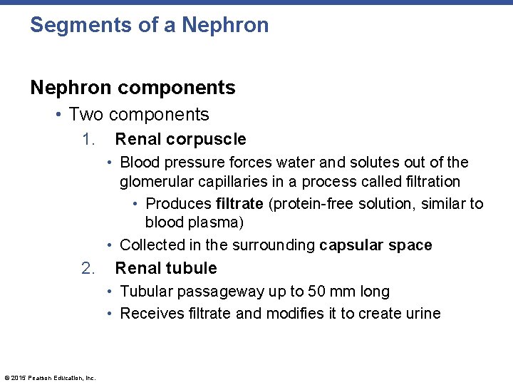 Segments of a Nephron components • Two components 1. Renal corpuscle • Blood pressure