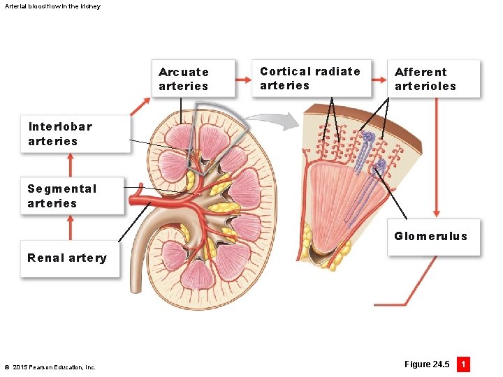 Arterial blood flow in the kidney Arcuate arteries Cortical radiate arteries Afferent arterioles Interlobar