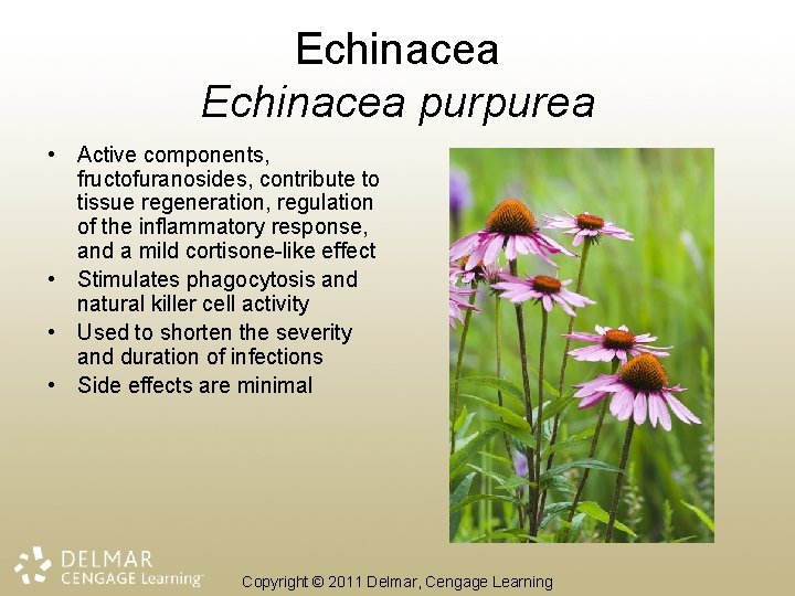 Echinacea purpurea • Active components, fructofuranosides, contribute to tissue regeneration, regulation of the inflammatory