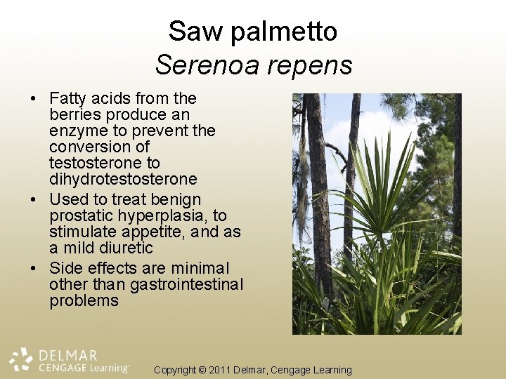 Saw palmetto Serenoa repens • Fatty acids from the berries produce an enzyme to