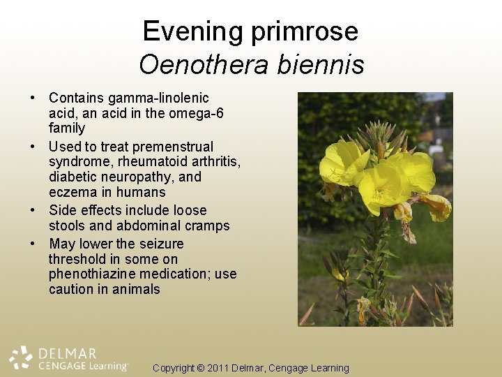 Evening primrose Oenothera biennis • Contains gamma-linolenic acid, an acid in the omega-6 family