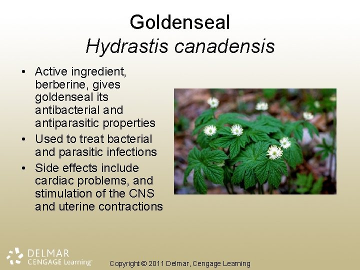 Goldenseal Hydrastis canadensis • Active ingredient, berberine, gives goldenseal its antibacterial and antiparasitic properties