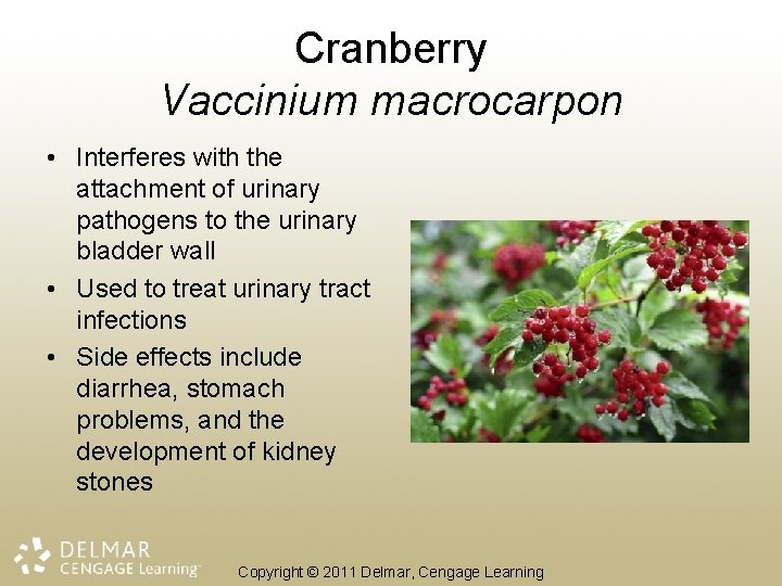 Cranberry Vaccinium macrocarpon • Interferes with the attachment of urinary pathogens to the urinary
