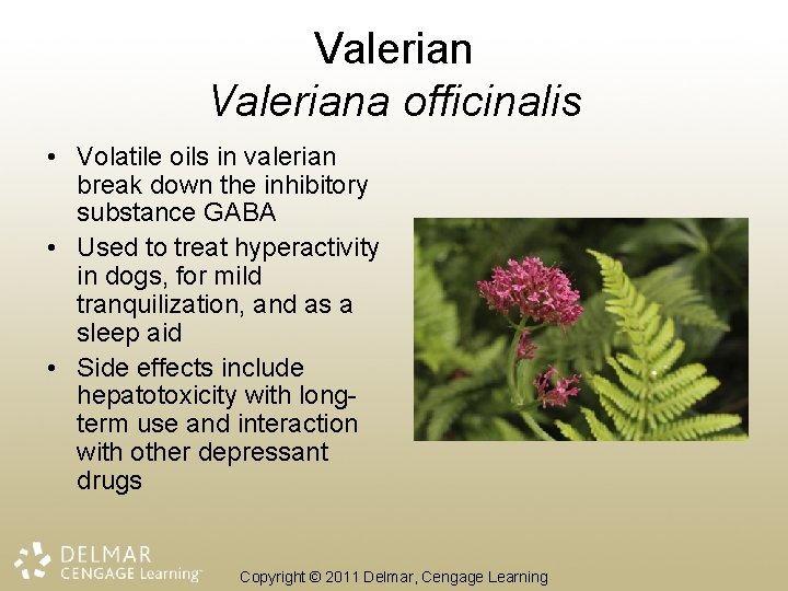 Valeriana officinalis • Volatile oils in valerian break down the inhibitory substance GABA •