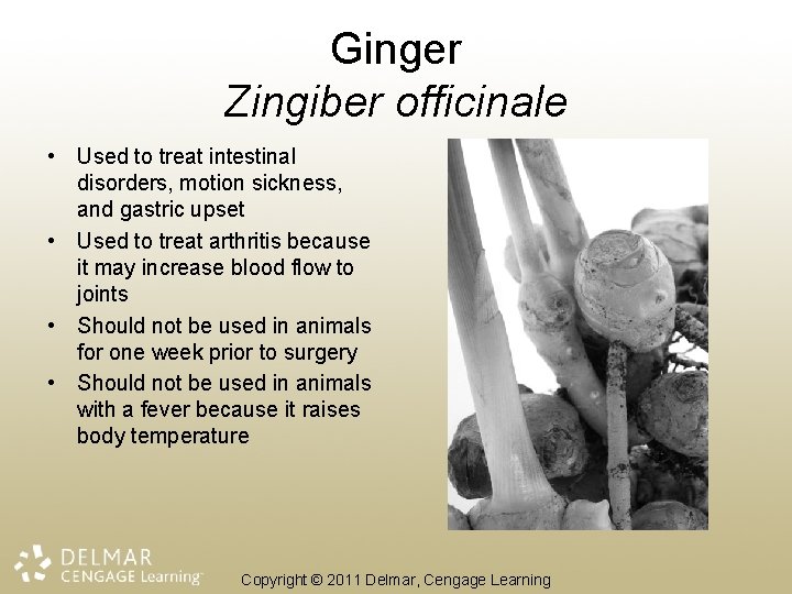 Ginger Zingiber officinale • Used to treat intestinal disorders, motion sickness, and gastric upset