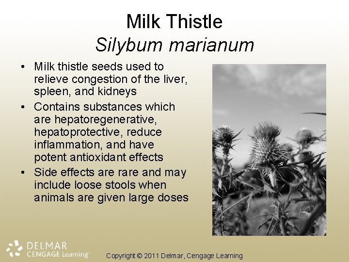 Milk Thistle Silybum marianum • Milk thistle seeds used to relieve congestion of the