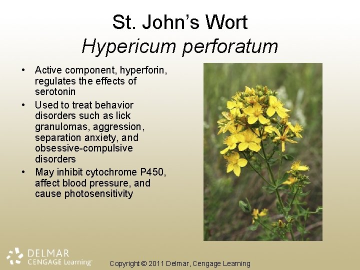 St. John’s Wort Hypericum perforatum • Active component, hyperforin, regulates the effects of serotonin