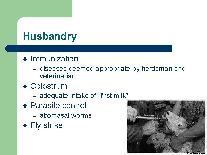 Husbandry l Immunization – l Colostrum – l adequate intake of “first milk” Parasite