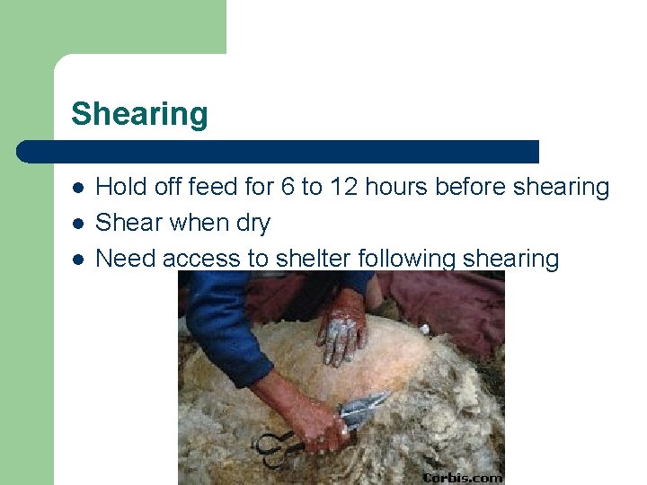 Shearing l l l Hold off feed for 6 to 12 hours before shearing
