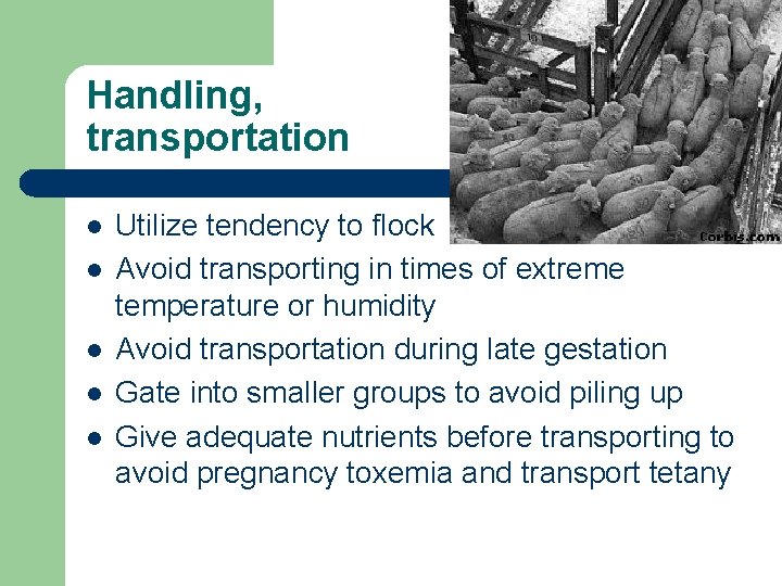 Handling, transportation l l l Utilize tendency to flock Avoid transporting in times of