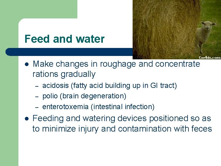 Feed and water l Make changes in roughage and concentrate rations gradually – –