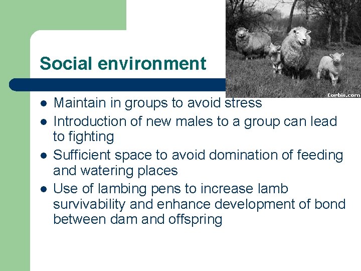 Social environment l l Maintain in groups to avoid stress Introduction of new males