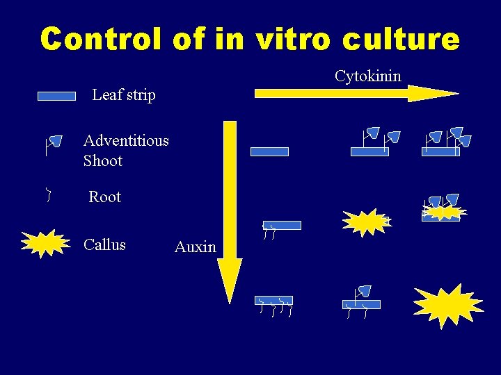 Control of in vitro culture Cytokinin Leaf strip Adventitious Shoot Root Callus Auxin 