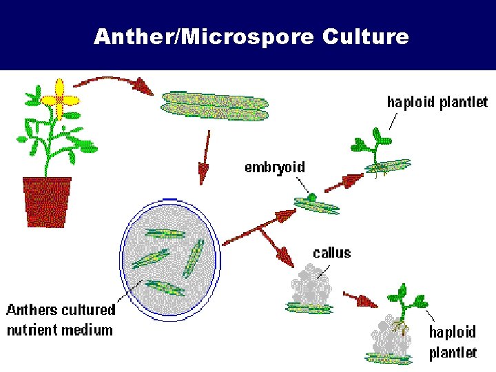 Anther/Microspore Culture 