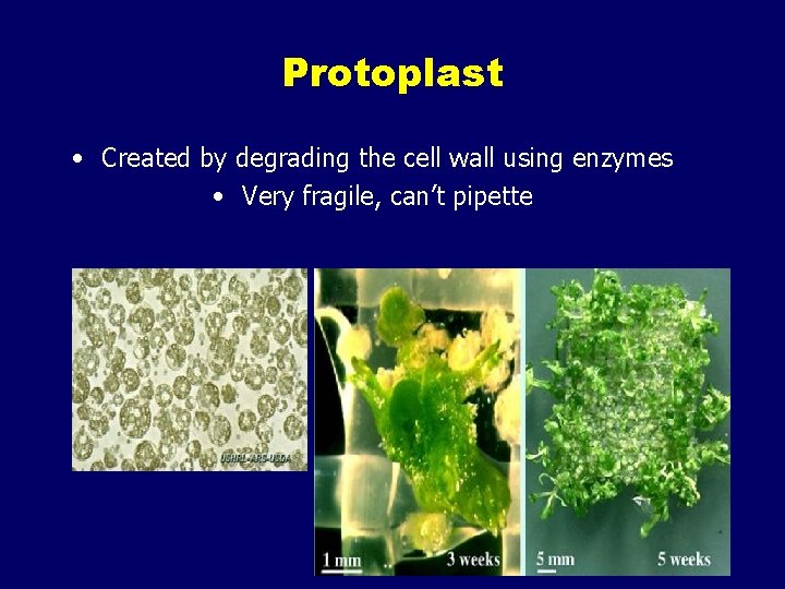 Protoplast • Created by degrading the cell wall using enzymes • Very fragile, can’t
