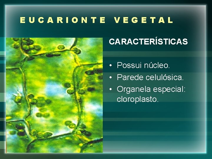 EUCARIONTE VEGETAL CARACTERÍSTICAS • Possui núcleo. • Parede celulósica. • Organela especial: cloroplasto. 